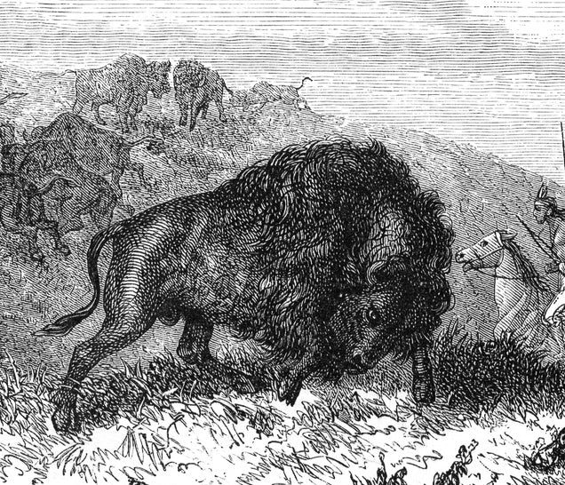 Wild Bull Vintage Etching