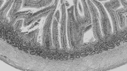 Bovine Colostrum: Why It's No 1 For Healing Your Gut
