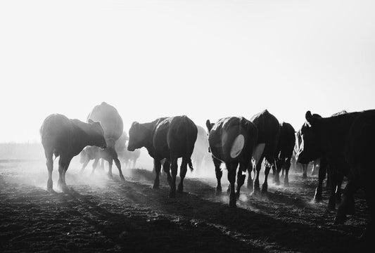 Cattle roaming pastures