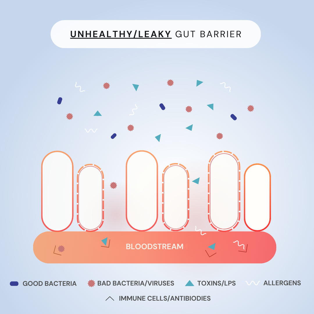 Colostrum+ Gut